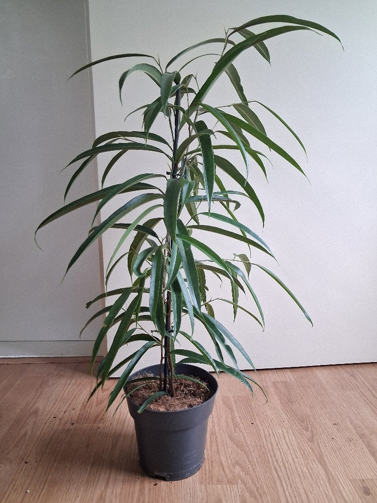 Ficus Binnendijkii Alii - Rubberplant / Treurvijg H: 75 cm., Ophalen, Ficus, Halfschaduw, Minder dan 100 cm