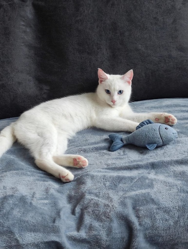 Fantastisch gezins kitten gecastr./chip/getest/ingeent/10mnd, Kater, Kortharig, 0 tot 2 jaar