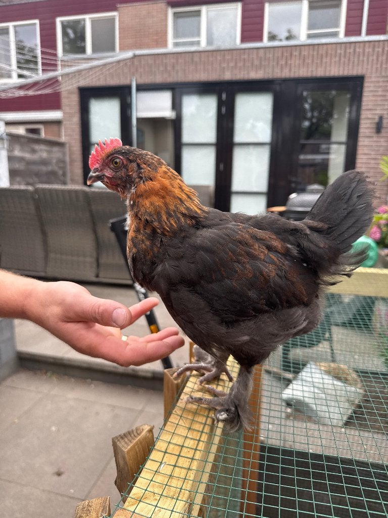 Prachtige Marans haan, Mannelijk, Kip