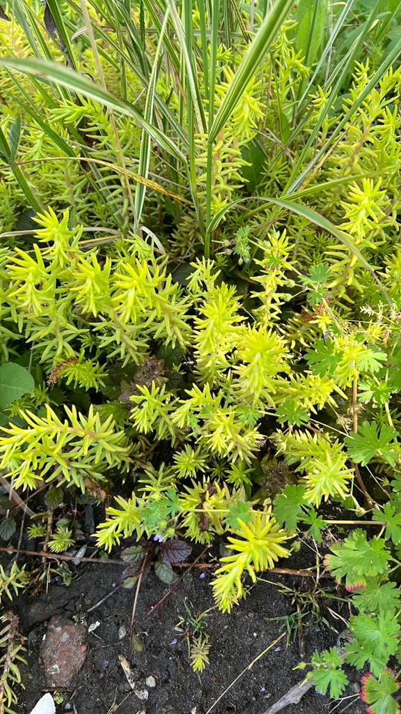 Sedum bodembedekker, Ophalen, Bodembedekkers, Halfschaduw