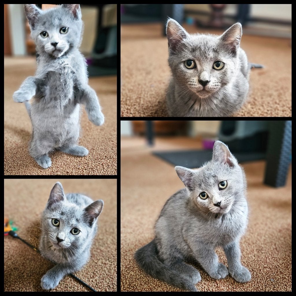 Prachtige kittens. Blauwe Rus/Britse korthaar mix., Meerdere dieren, Kortharig, 0 tot 2 jaar