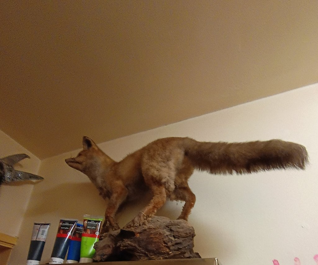 Opgezette vos, Verzamelen, Ophalen, Gebruikt, Wild dier, Opgezet dier