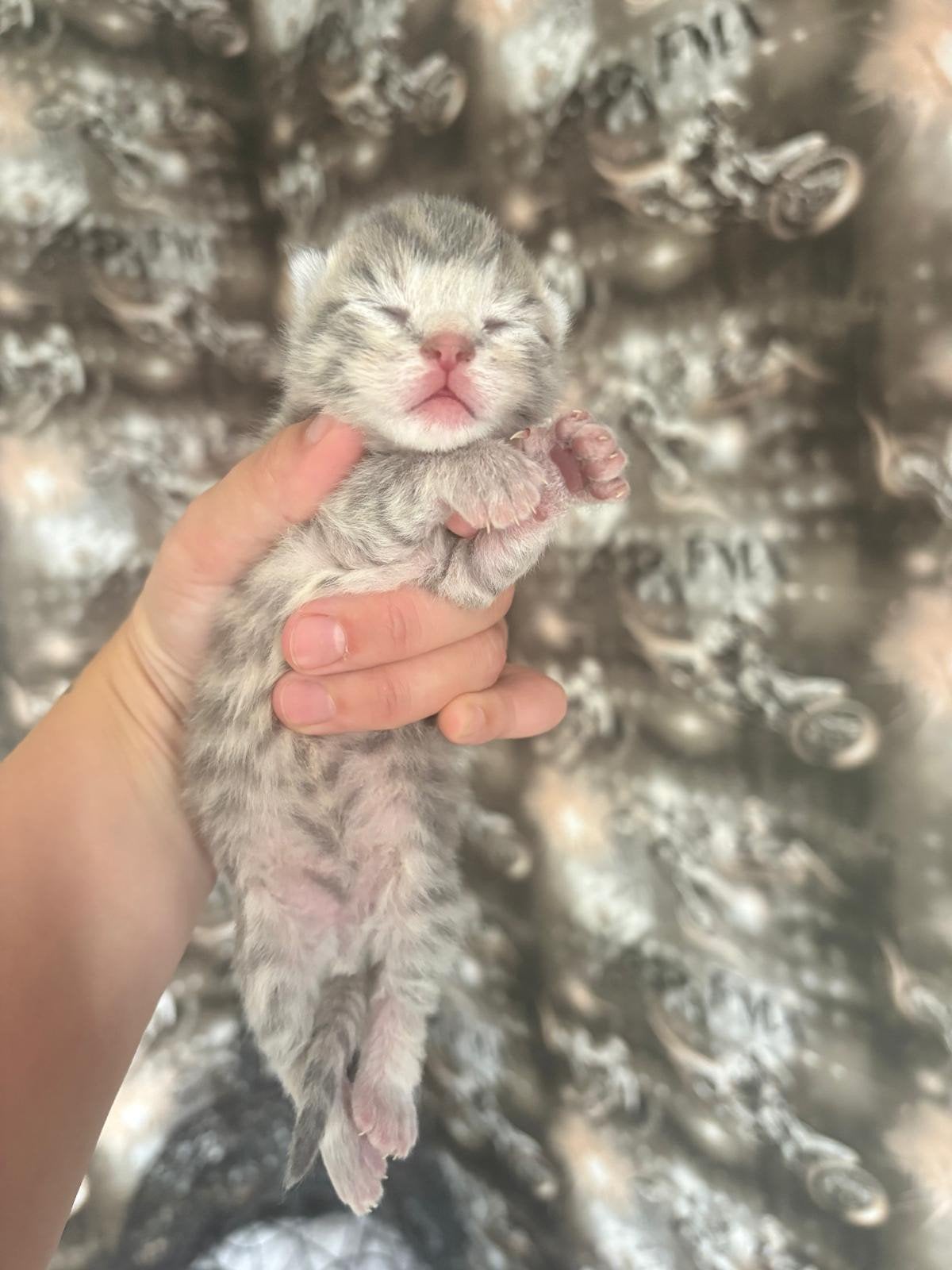 Kittens, Meerdere dieren