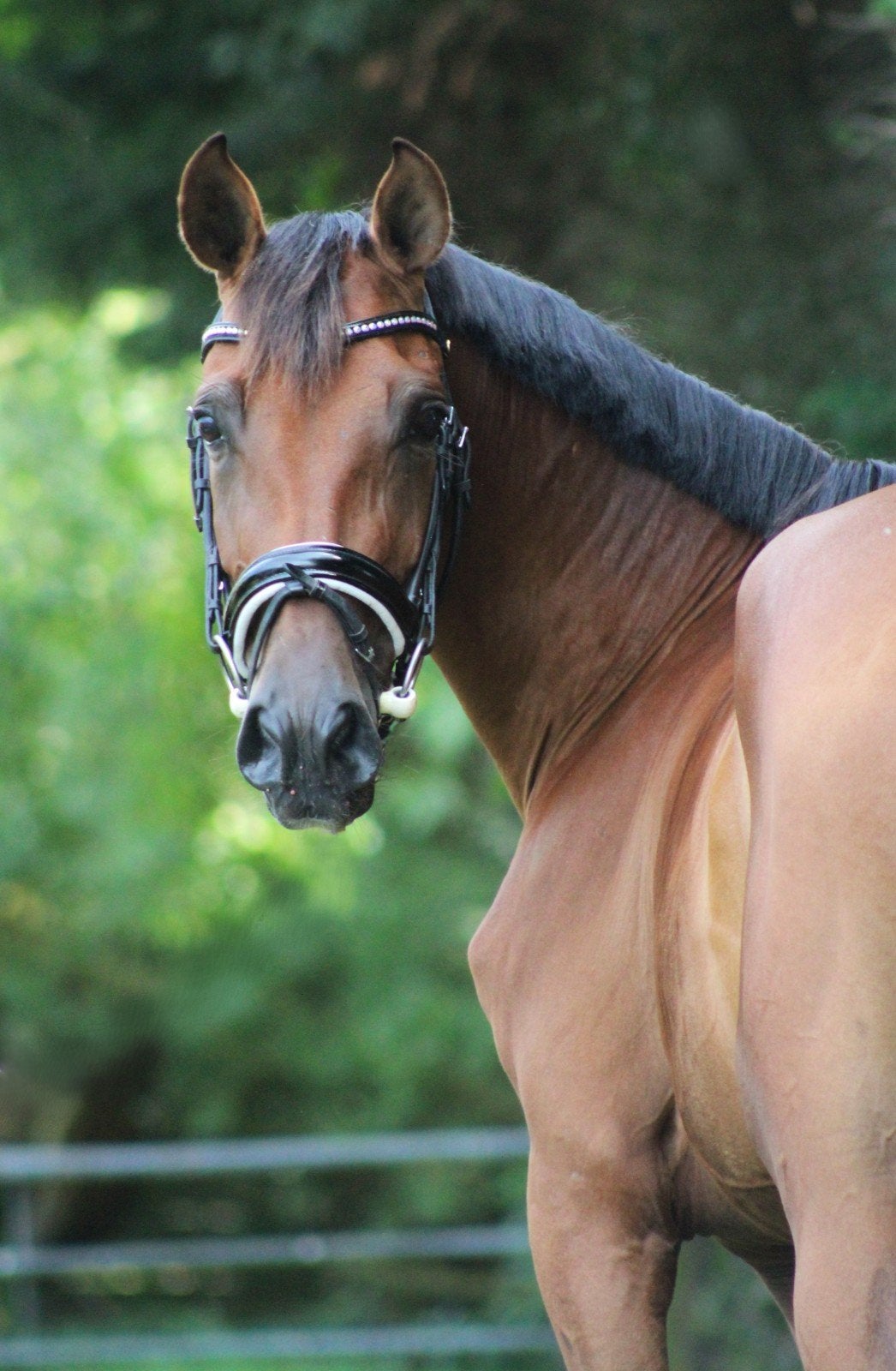 Lieve mooie 4 jarige E-pony merrie, 100% gestipt veulen '27, Dieren en Toebehoren, Pony's, Zadelmak, 3 tot 6 jaar, Gechipt, Merrie