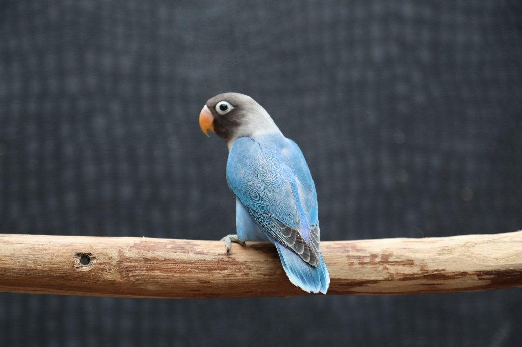 Jonge Baby Agapornis | Fischeri | Div. Kleuren | Handtam, Dieren en Toebehoren, Meerdere dieren, Dwergpapegaai of Agapornis, Pratend