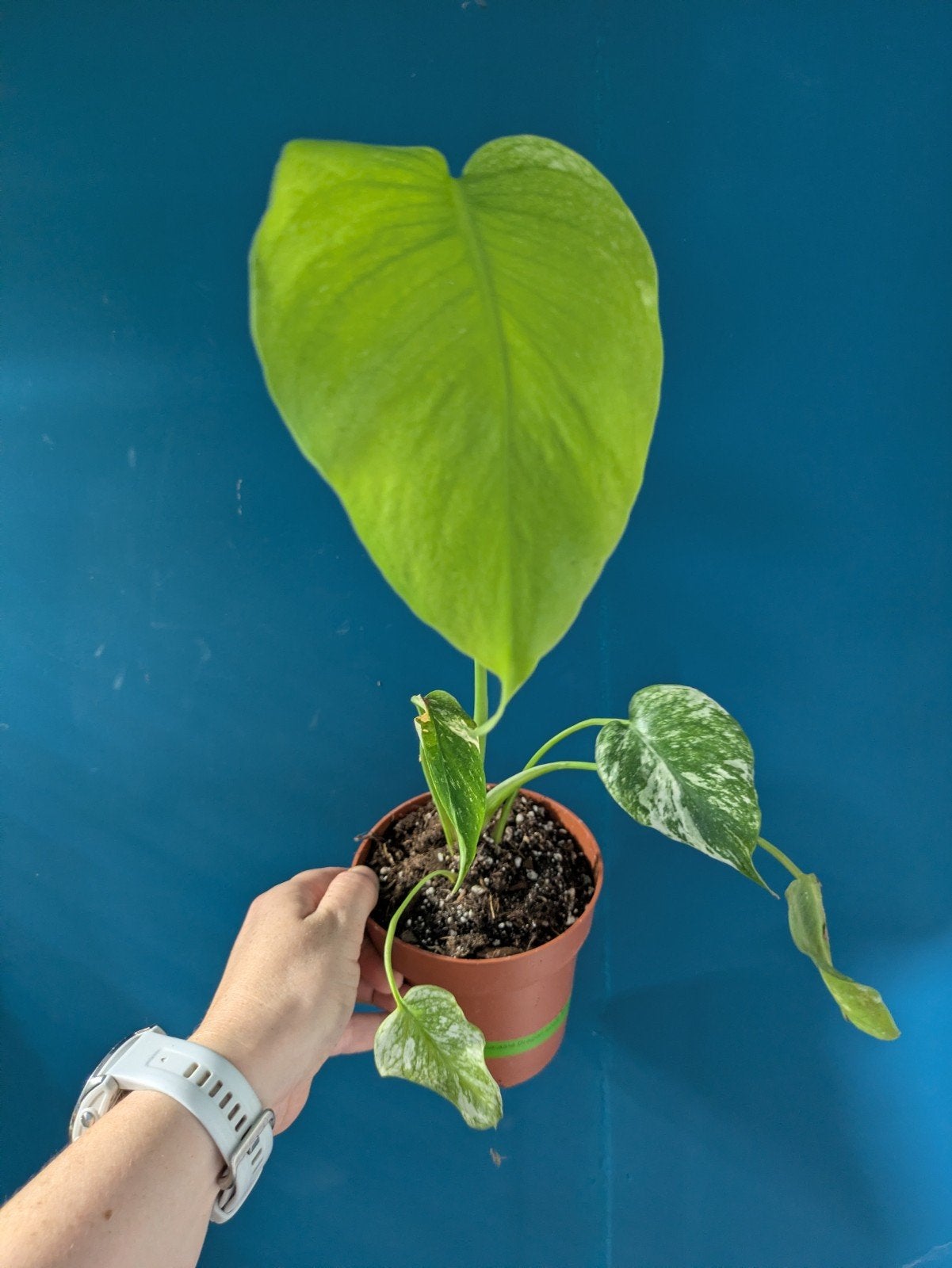 Monstera White Monster plantje zeldzaam, Ophalen of Verzenden, Halfschaduw, Minder dan 100 cm