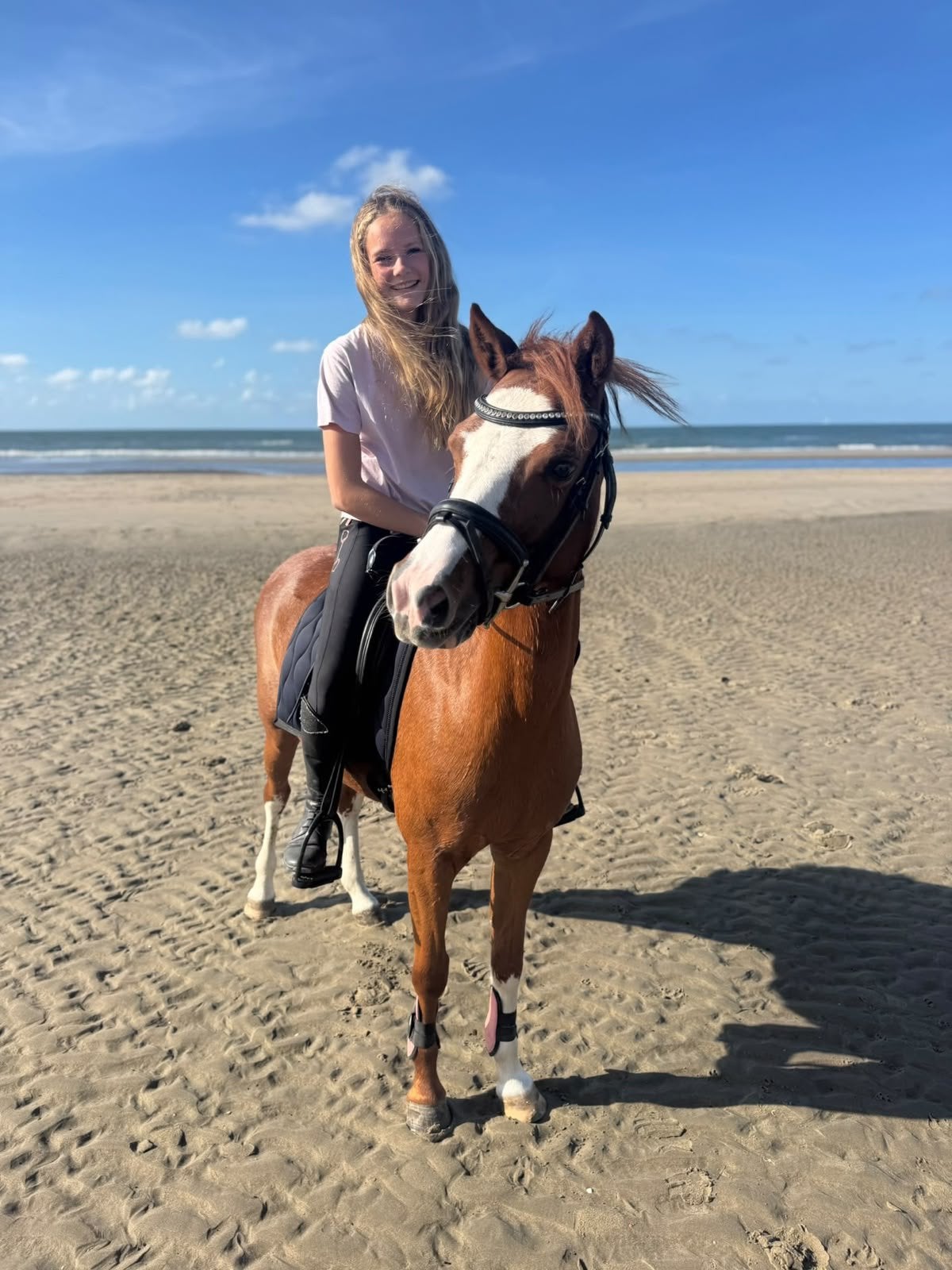 ⭐️For sale️⭐️ Pony- Rosie, Merrie