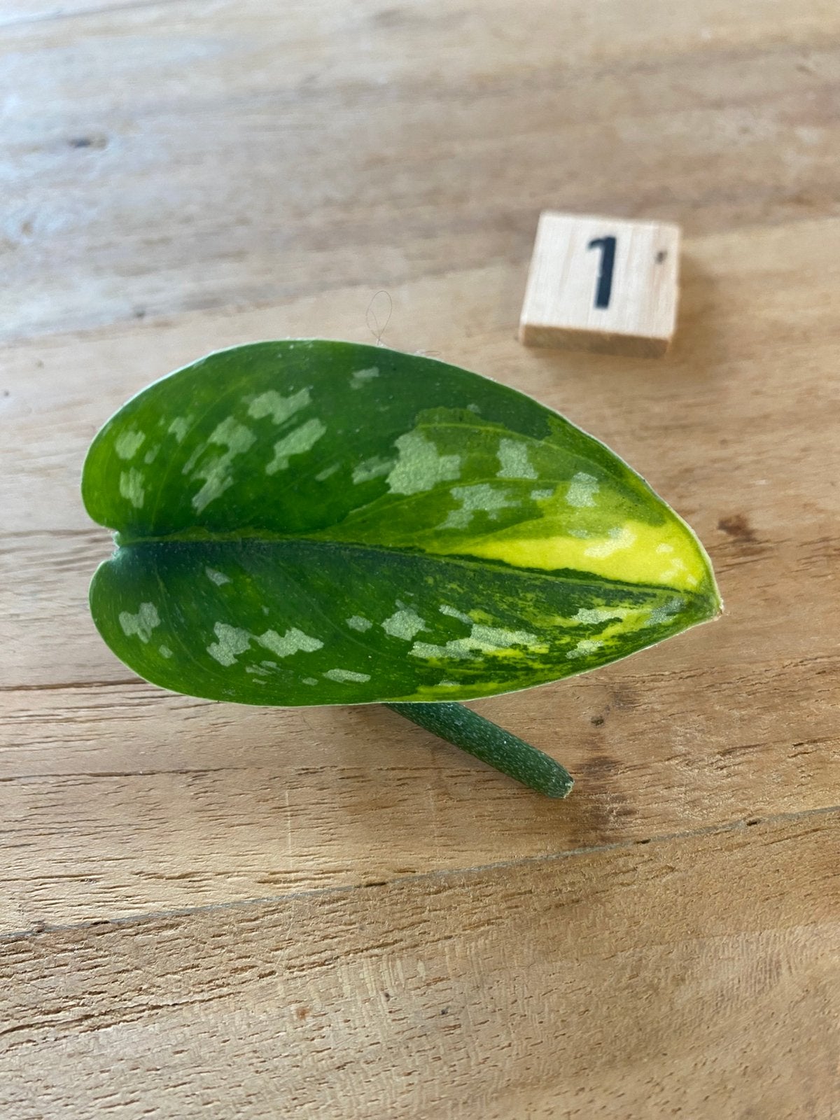Scindapsus Marahuyo Variegata Stek #1, Huis en Inrichting, Kamerplanten, Ophalen of Verzenden, Halfschaduw, Minder dan 100 cm