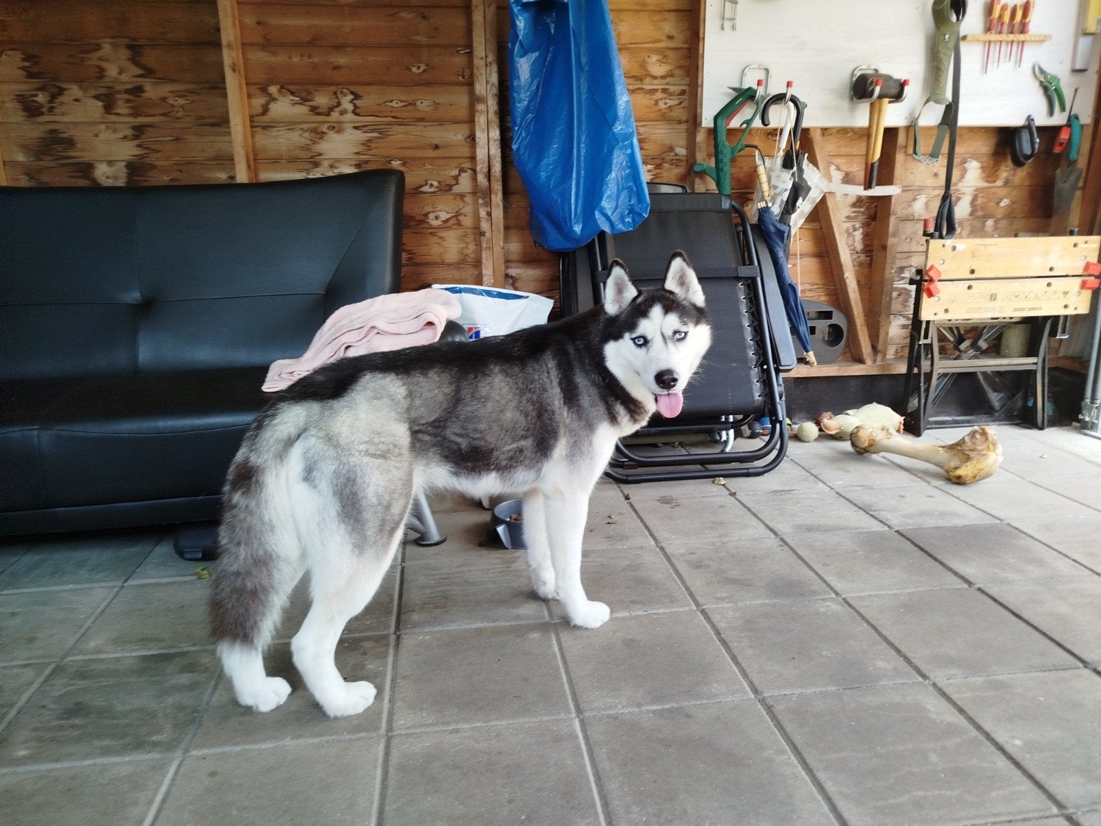 Husky stamboom teef, Particulier, 1 tot 2 jaar, Buitenland, Teef