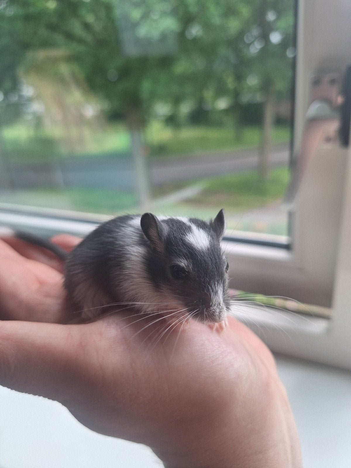 Jonge gerbils / woestijnratjes handtam, Dieren en Toebehoren, Knaagdieren, Mei, Meerdere dieren, Overige typen