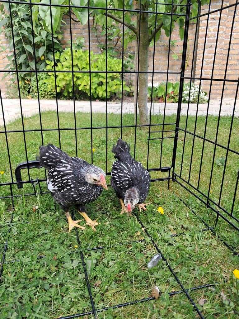 Wyandotte haantjes kriel, Dieren en Toebehoren, Pluimvee, Mannelijk, Kip