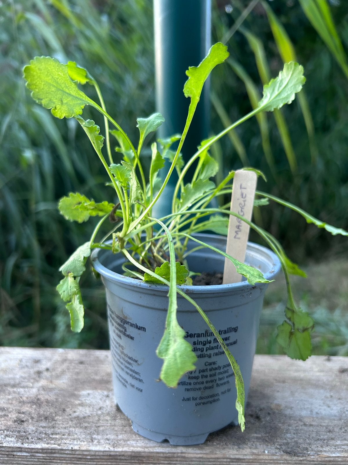 🌱 Biologische margriet 🌼, Tuin en Terras, Planten | Tuinplanten, Volle zon, Vaste plant, Zomer, Ophalen