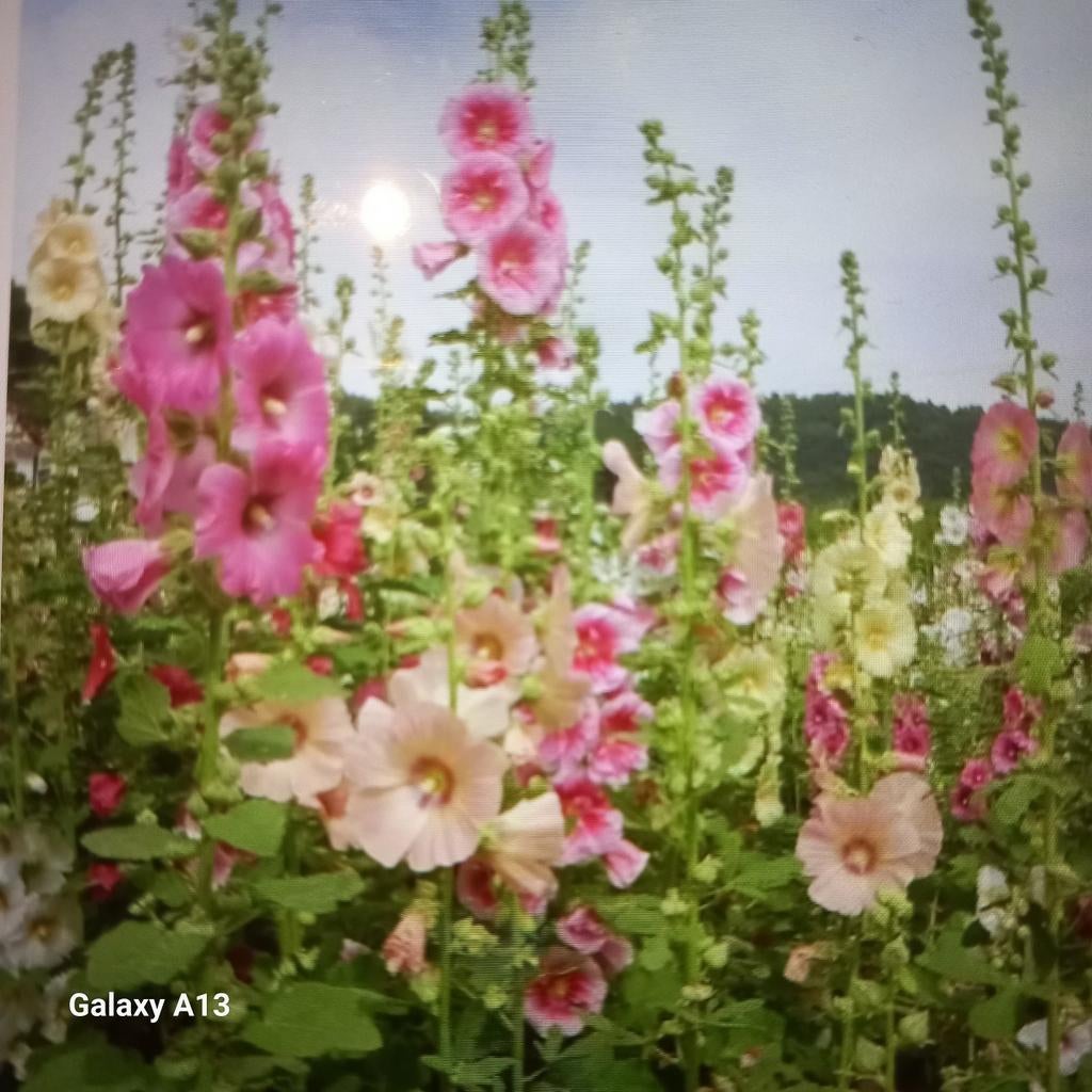 Prachtige Stokrozen - Diverse Kleuren, Ophalen of Verzenden, Zomer, Vaste plant, Volle zon