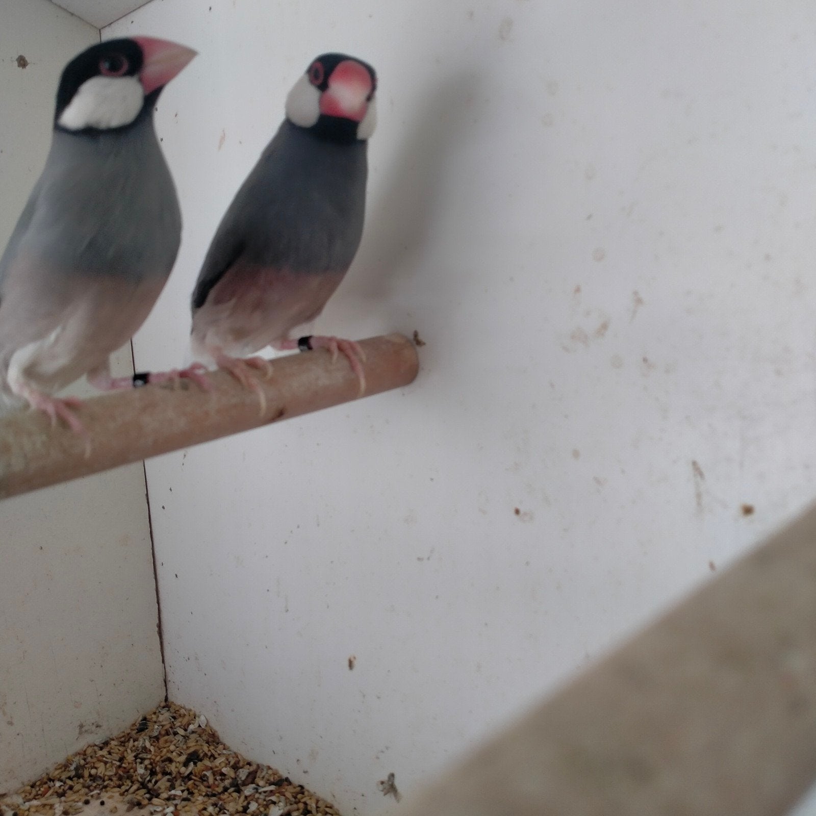 koppel rijstvogels, Dieren en Toebehoren, Vogels | Overige Vogels, Meerdere dieren, Geringd