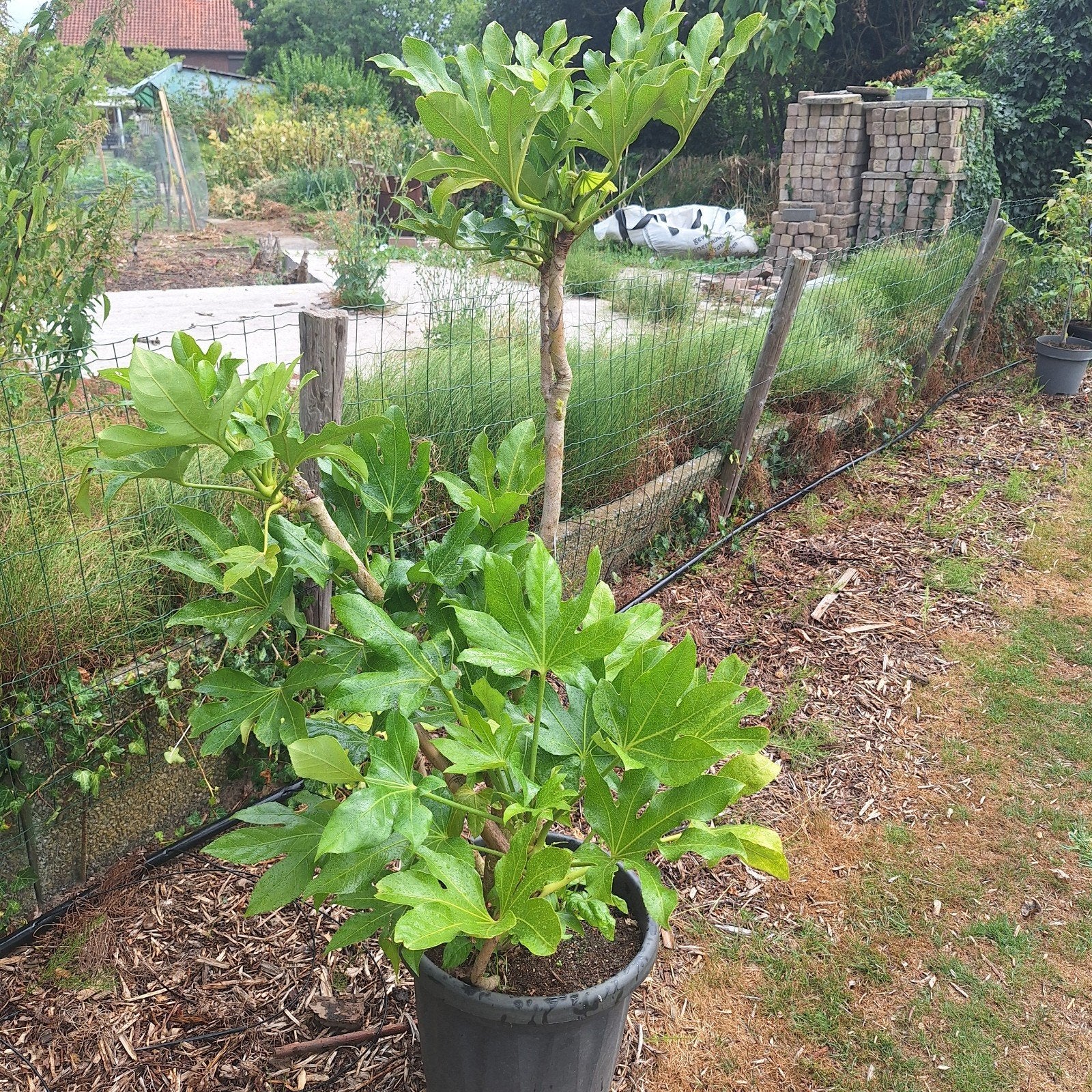 Fatsia Japonica - Japanse vingerplant, Vaste plant, Bloeit niet, Halfschaduw, Ophalen