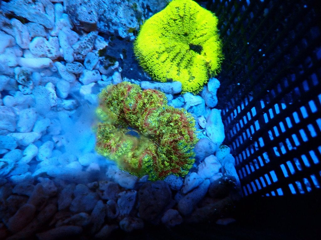 prachtige oren en mini tapijt anemonen, Dieren en Toebehoren, Overige typen, Zoutwatervis