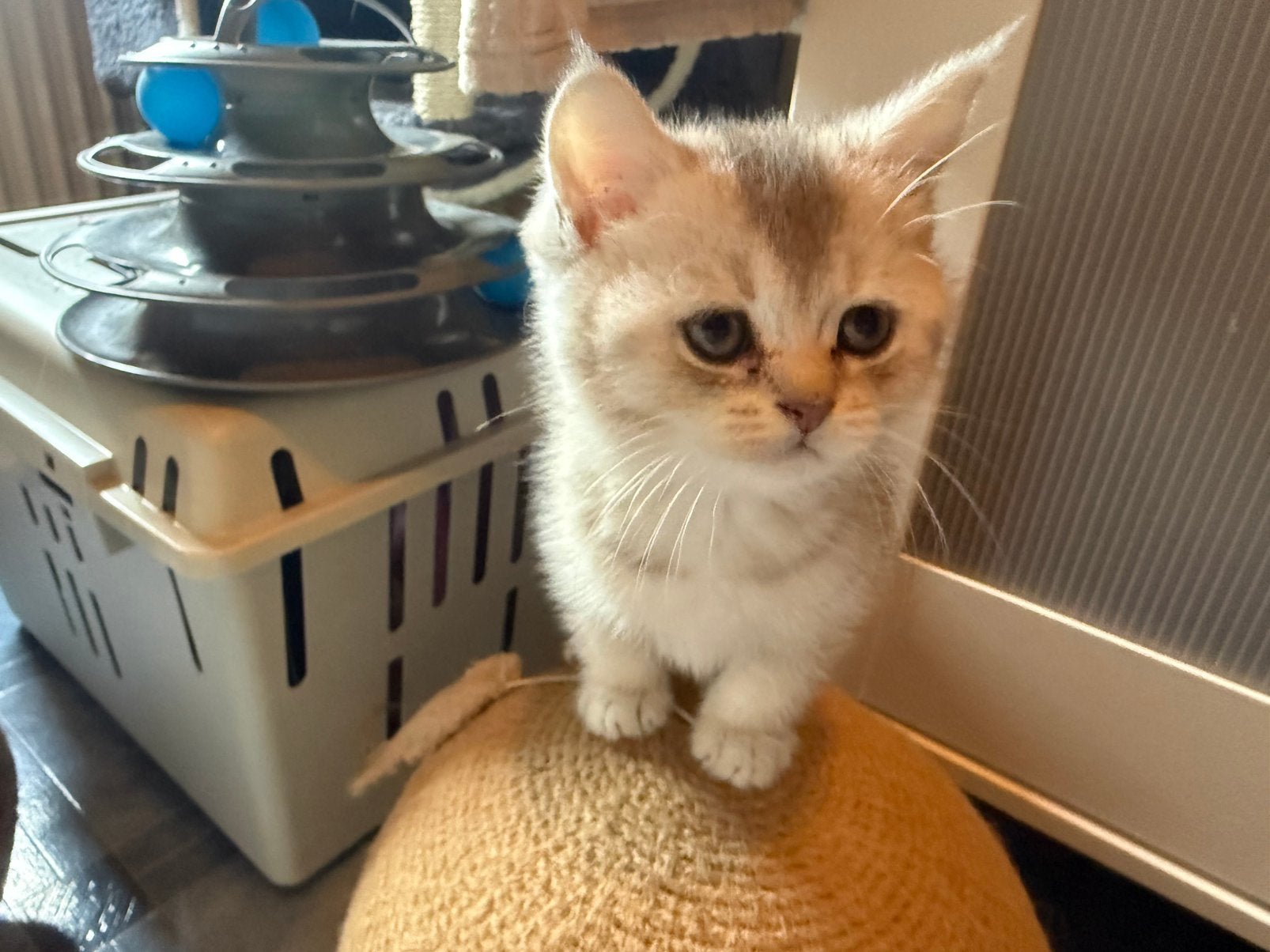 4 prachtige volle britse korthaar kittens!, Meerdere dieren, Ontwormd, 0 tot 2 jaar