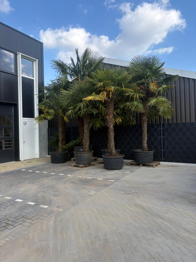 Trachycarpus fortunei! Verschillende maten, Tuin en Terras, Planten | Bomen, Ophalen of Verzenden, Zomer, Volle zon, Palmboom