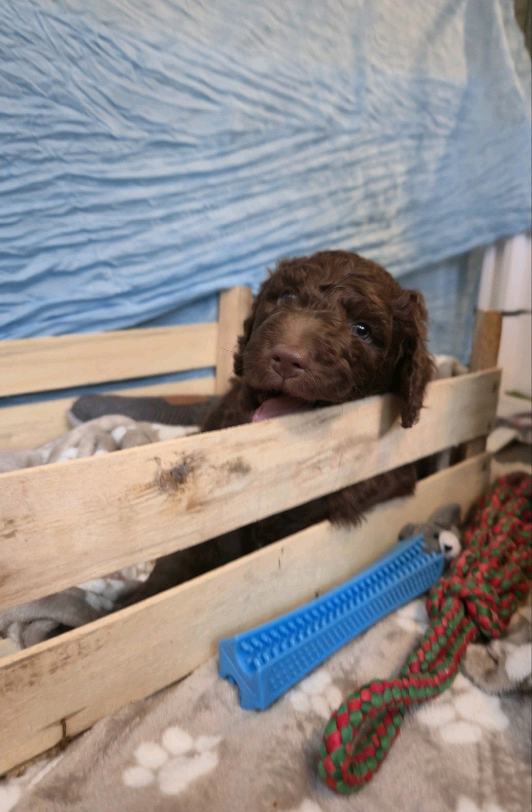 Labradoodle X Aussiedoodle pups, Overige rassen, 8 tot 15 weken, Meerdere, Meerdere dieren
