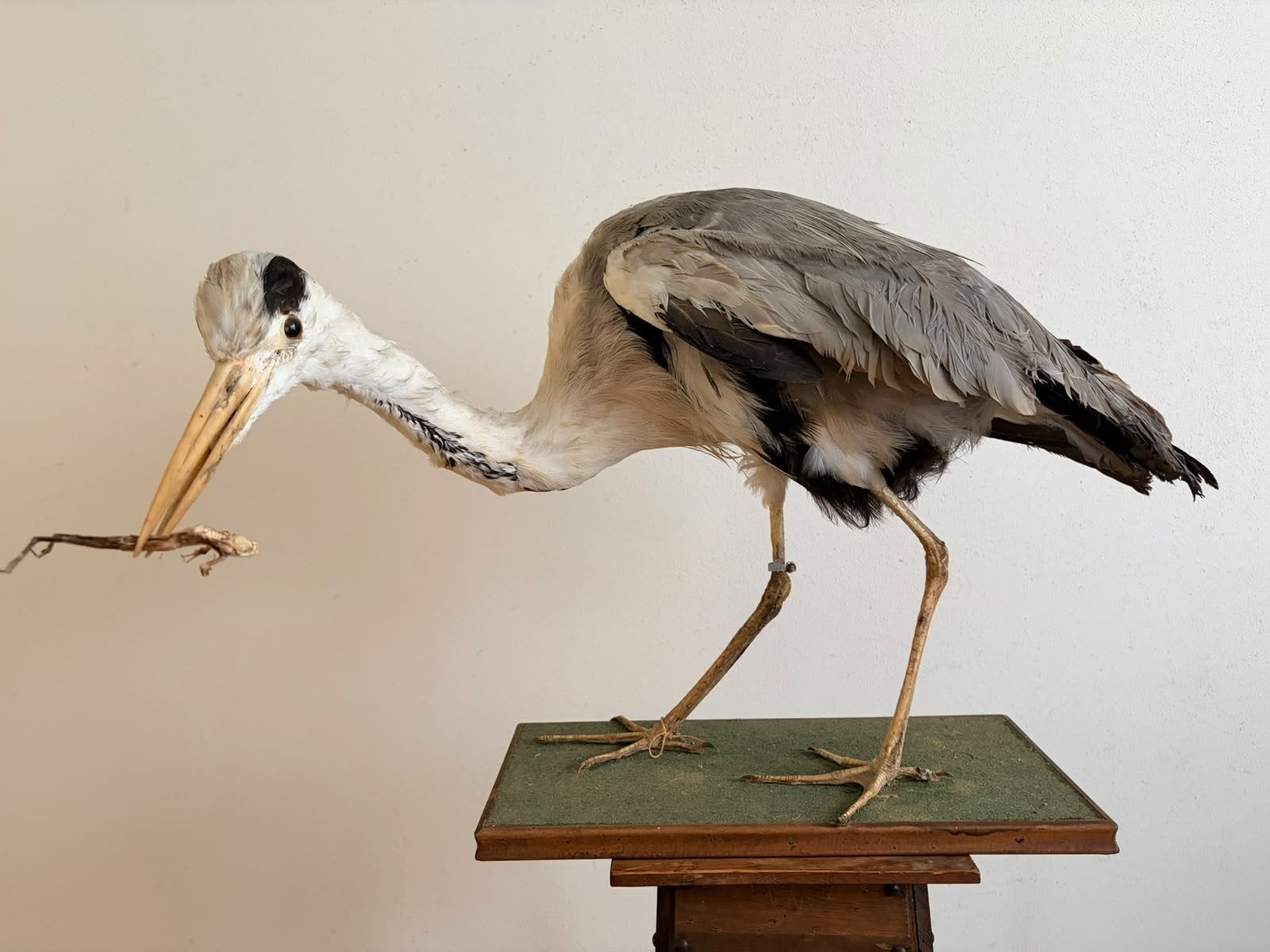 Opgezette reiger taxidermie, Verzamelen, Ophalen, Vogel, Opgezet dier