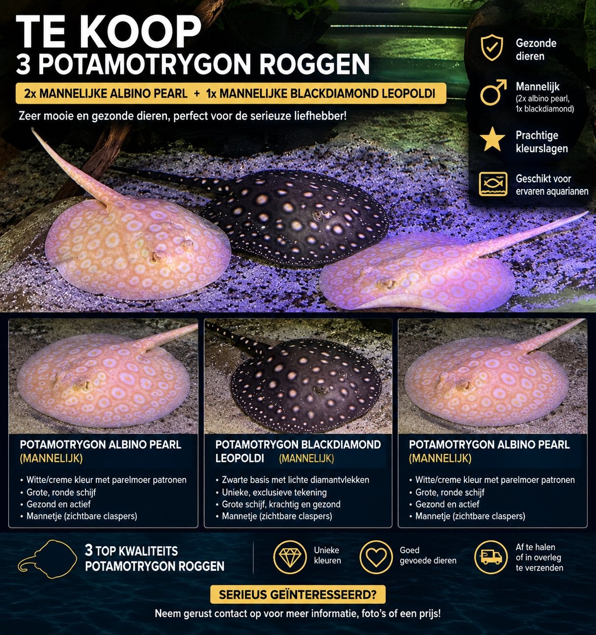 Potamotrygon albino pearl en blackdiamond, Dieren en Toebehoren, Vis
