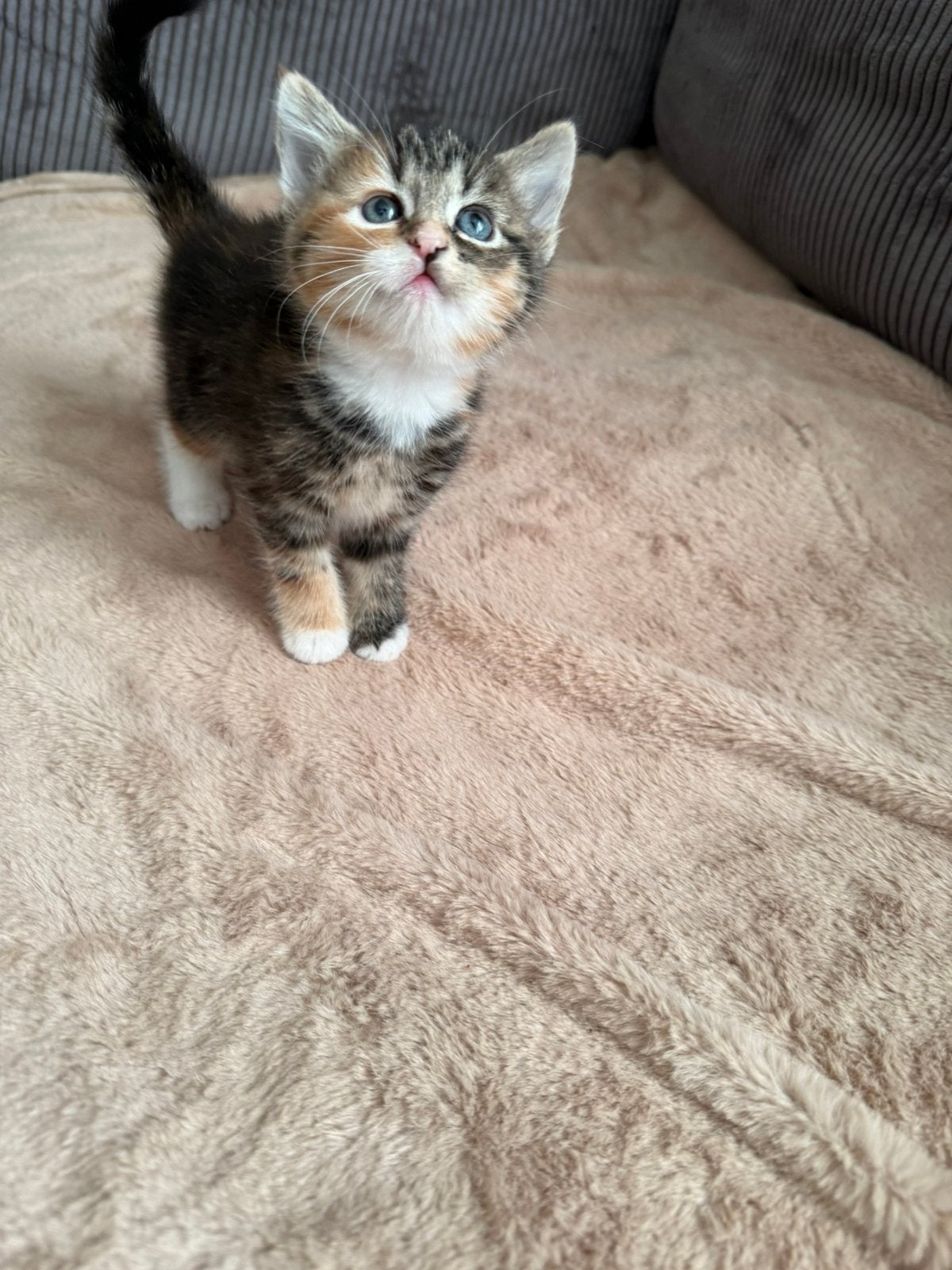 Kitten cypers schildpad patroon, Poes