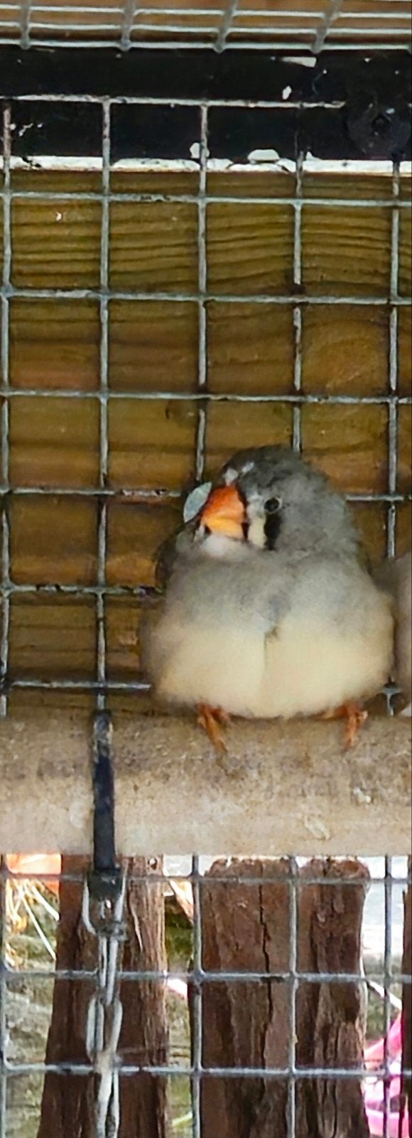 2 jonge zebravinken popjes, Dieren en Toebehoren, Vrouwelijk