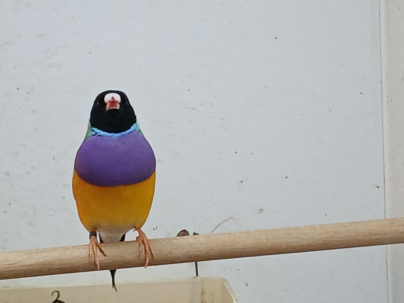 Pracht koppel gouldamadines, Dieren en Toebehoren, Meerdere dieren, Tropenvogel, Geringd
