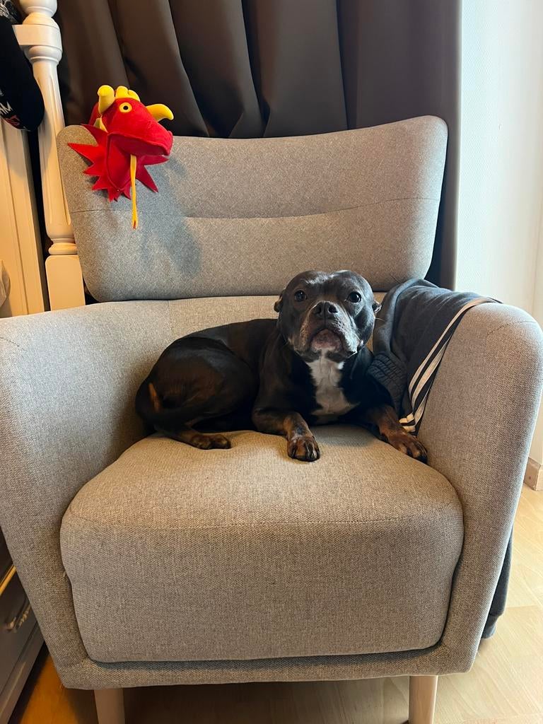 Lowly zoekt een warm mandje, Dieren en Toebehoren, Overige rassen, Teef, Parvo, Eén hond