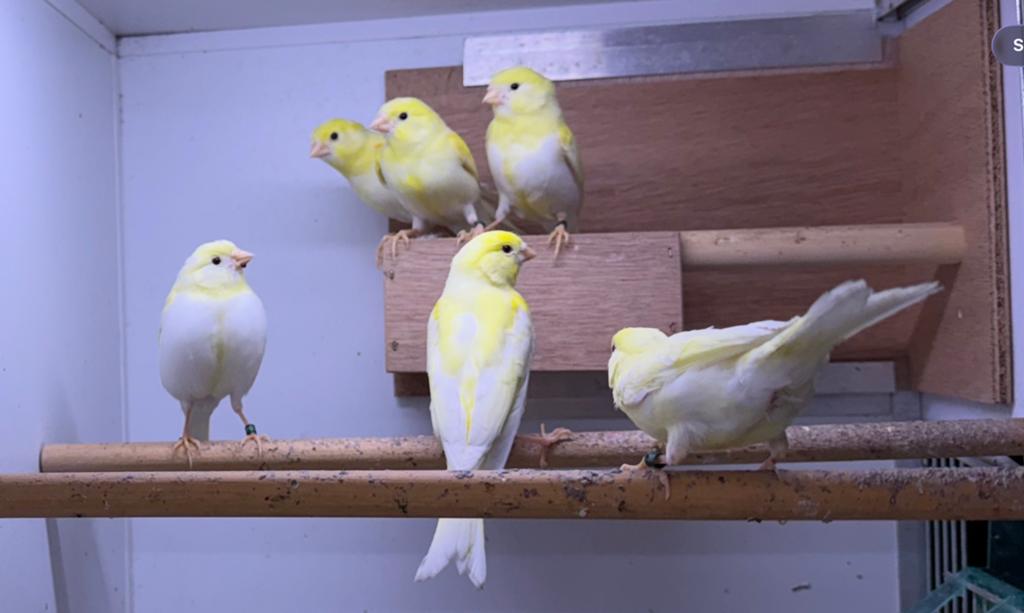 Geel mozaik kanaries, Dieren en Toebehoren, Meerdere dieren, Kleurkanarie