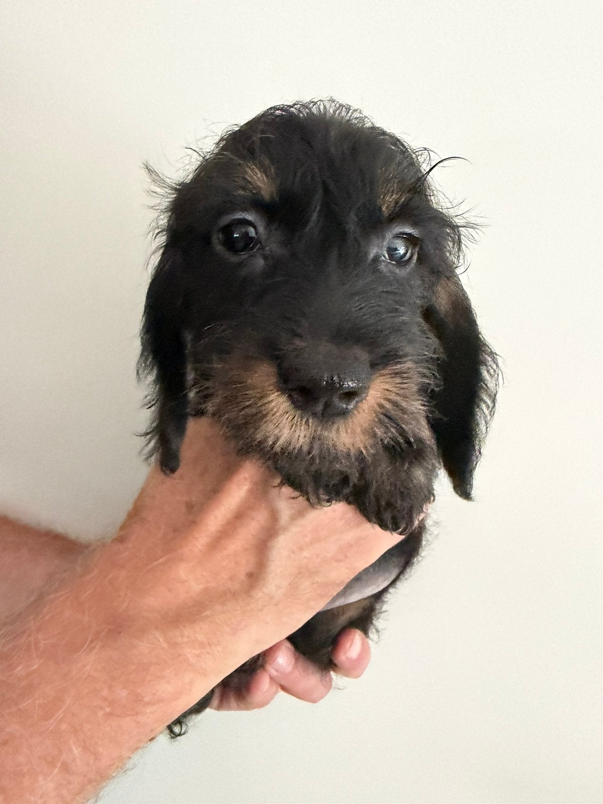 Kaninchen teckel pups met stamboom, Kaninchen, Parvo, 8 tot 15 weken, Meerdere