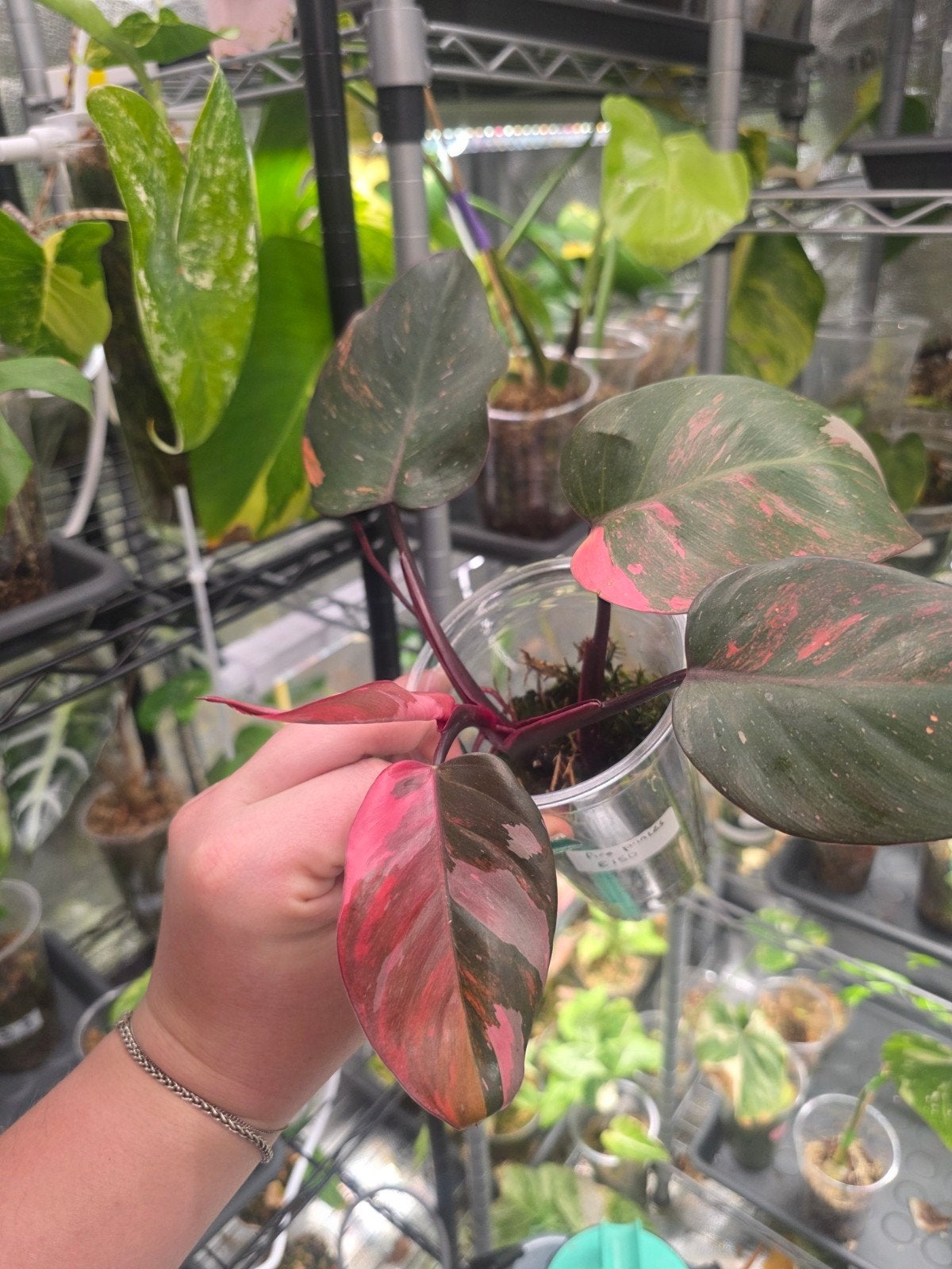 philodendron princes of fire, Ophalen of Verzenden, Halfschaduw, Minder dan 100 cm