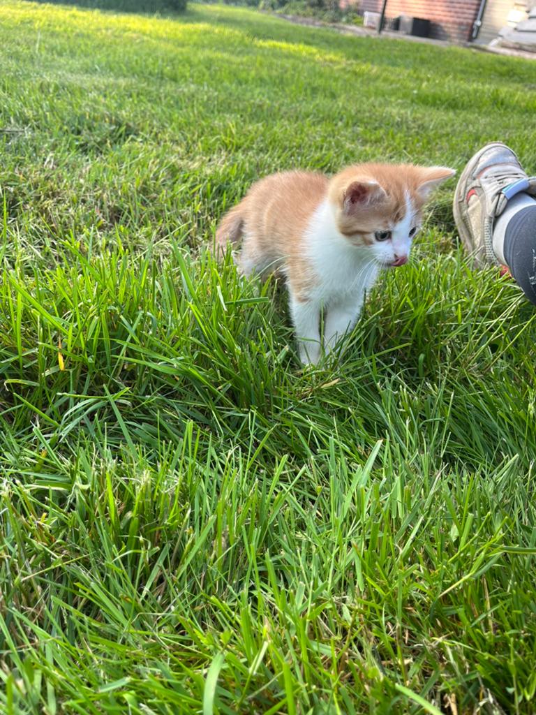 Te koop, lief rood katertje mag direct het nest verlaten, Kater
