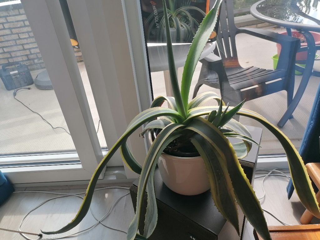 Agave (2x) te koop, Tuin en Terras, Volle zon, Vaste plant, Bloeit niet, Ophalen