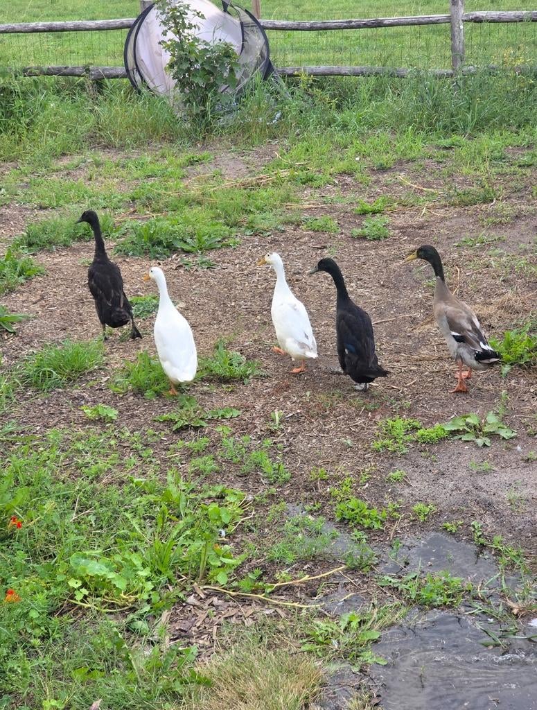 Loopeend broedeieren nu 6 stuks, Dieren en Toebehoren, Pluimvee, Geslacht onbekend, Eend
