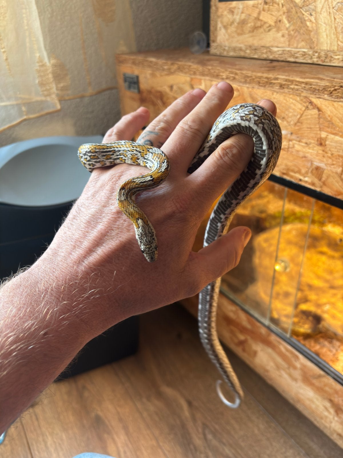 Zeer mooie rattenslangen Rat Snake photo 2