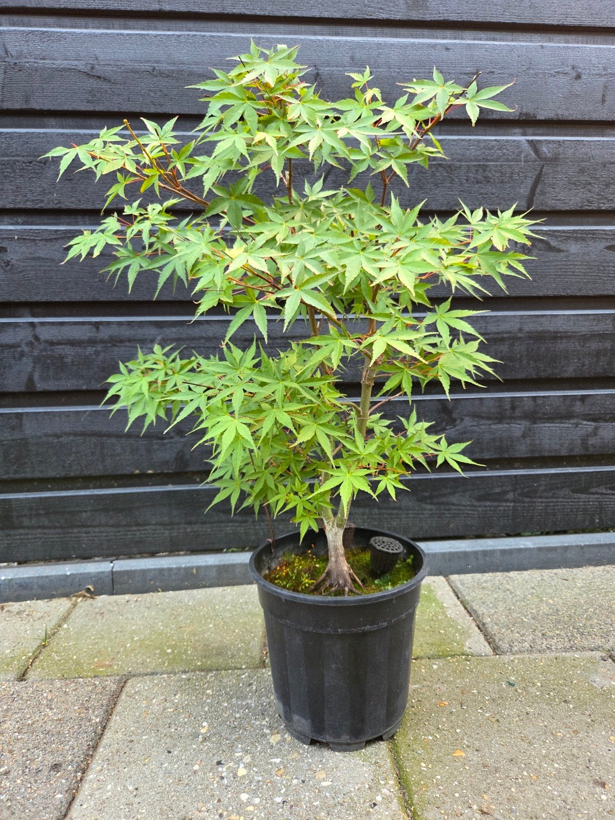 Japanse esdoorn Katsura - Pre-bonsai starter, Tuin en Terras, Ophalen of Verzenden