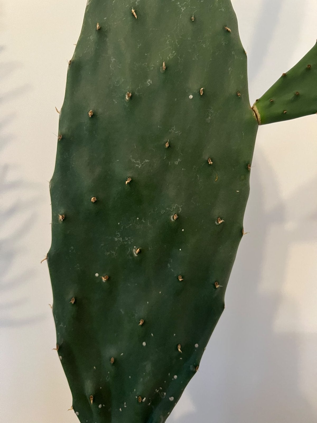 Cactus plant met pot €17, Huis en Inrichting, Ophalen, Cactus, Volle zon, Minder dan 100 cm