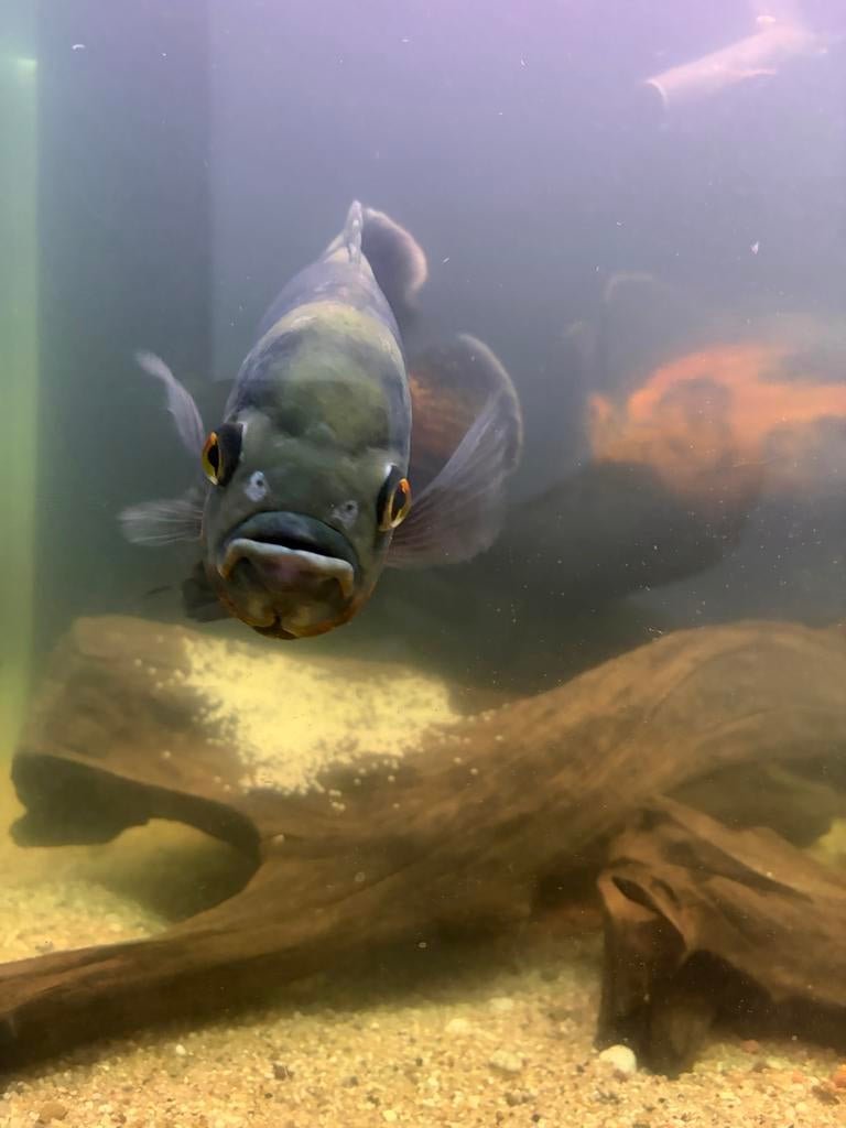 Koppel Pauwogen, Dieren en Toebehoren, Vissen | Aquariumvissen, Vis