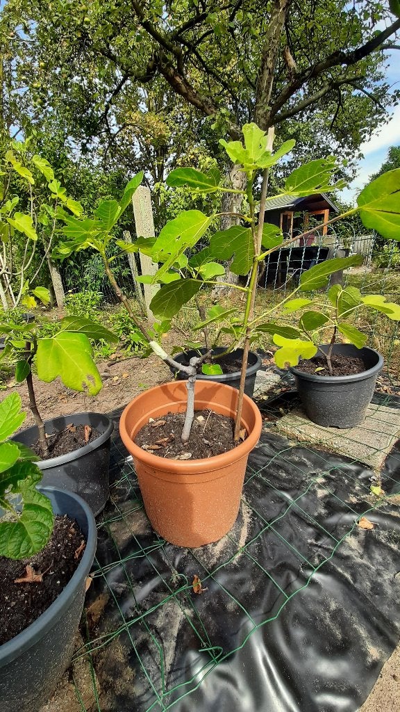 Vijg met twee soorten vijgen op stam, Tuin en Terras, Planten | Bomen, Bloeit niet, Overige soorten, Minder dan 100 cm, Ophalen