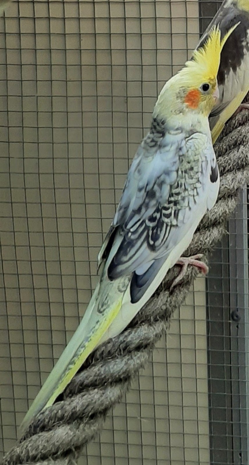 Valkparkiet Kuikens beschikbaar, Zie beschrijving, Meerdere dieren, Parkiet, Geringd