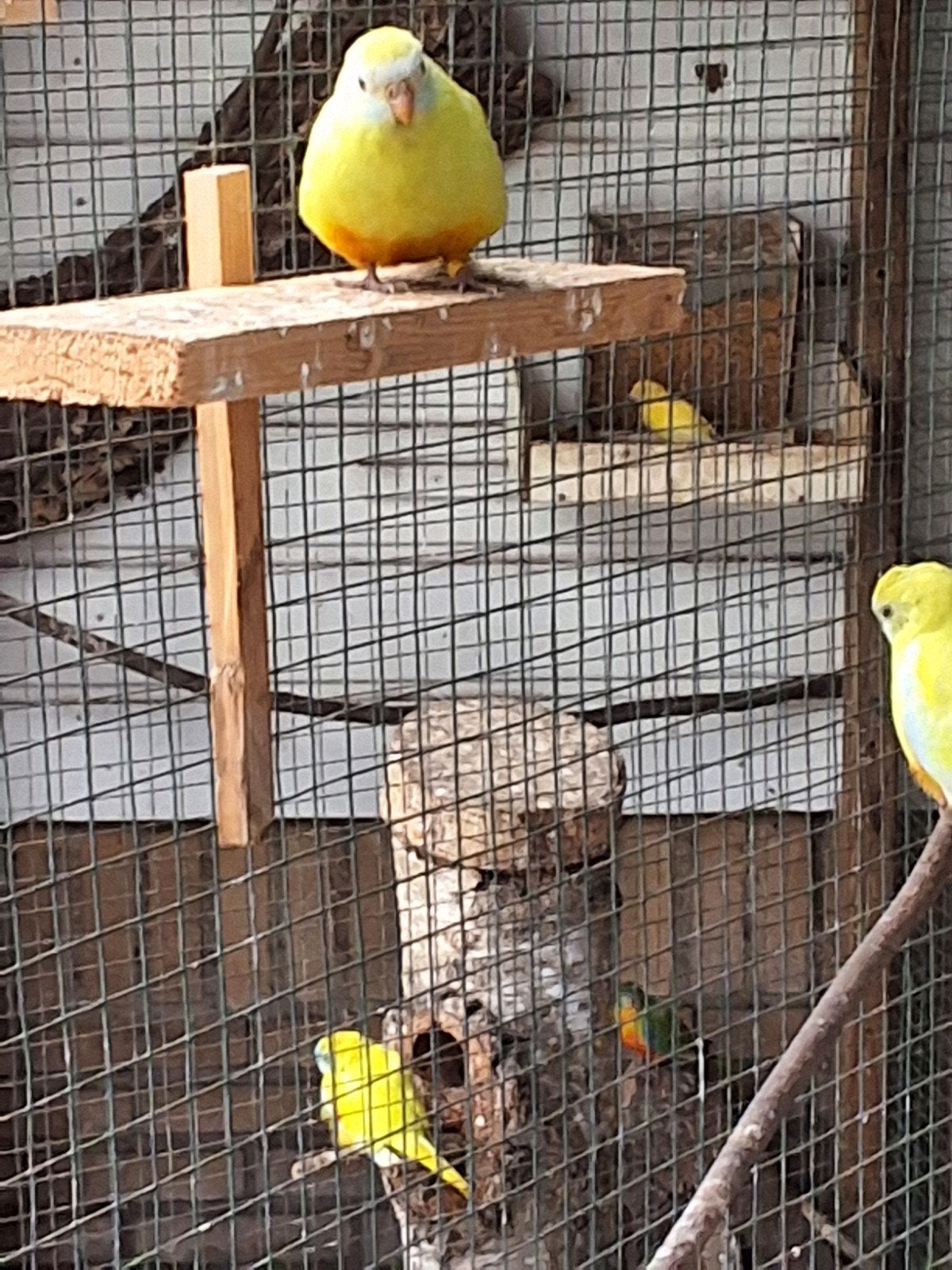 gele roodbuik turquoisines, Vrouwelijk, Parkiet, Geringd