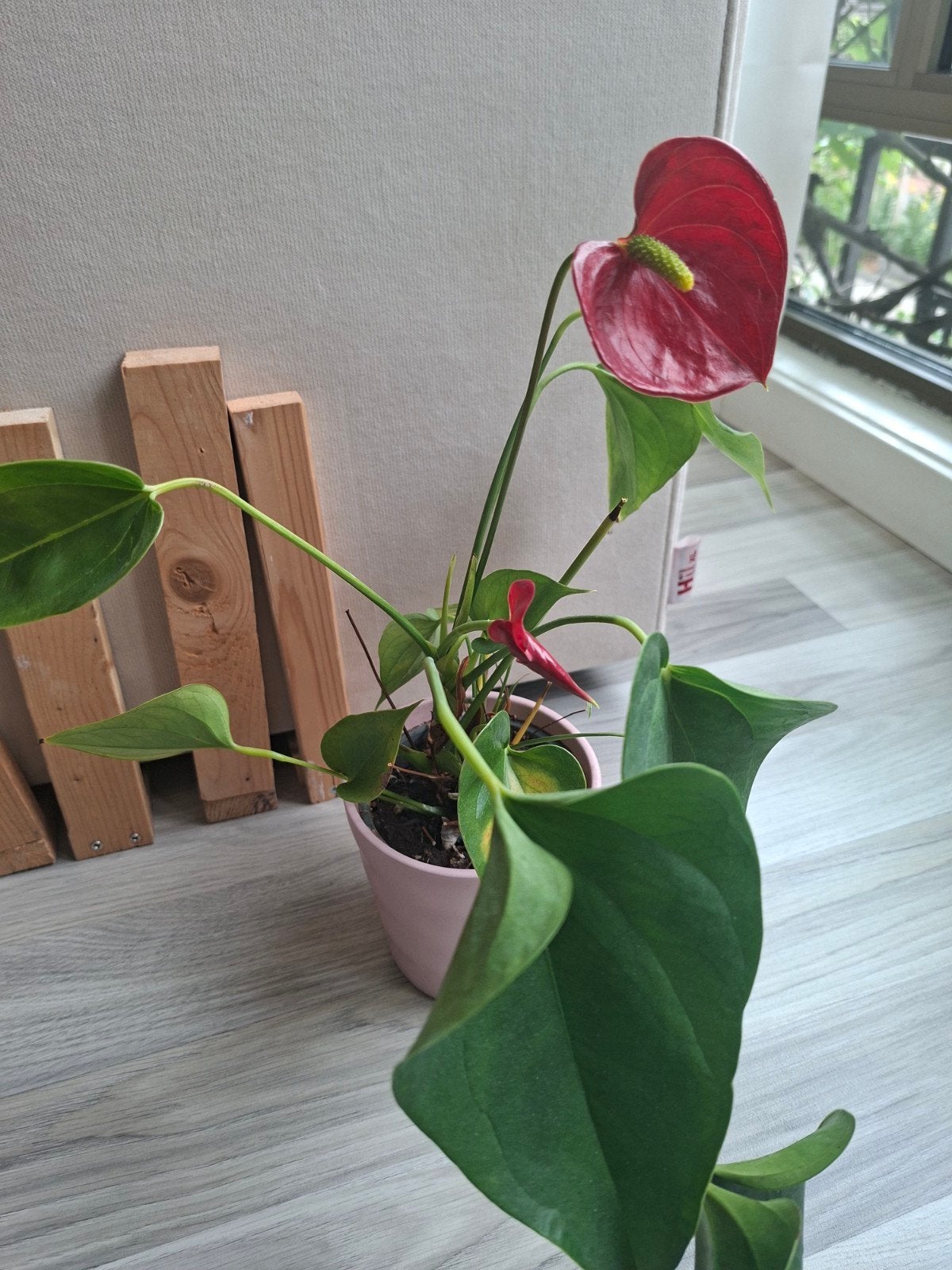 Anthurium plant in pot - Rode bloemen, Ophalen of Verzenden, Overige soorten, Halfschaduw