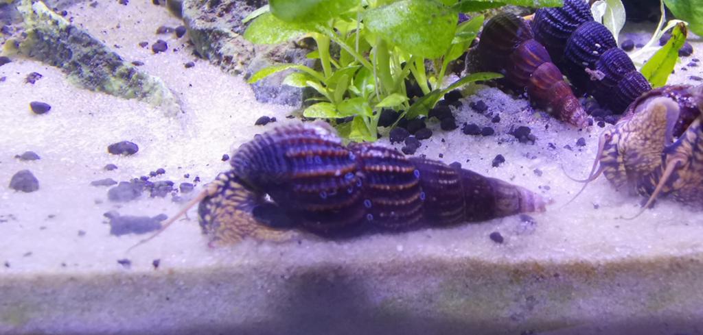 Rabbit snail, tylomelania slakken yellow antenna / spotted, Slak of Weekdier