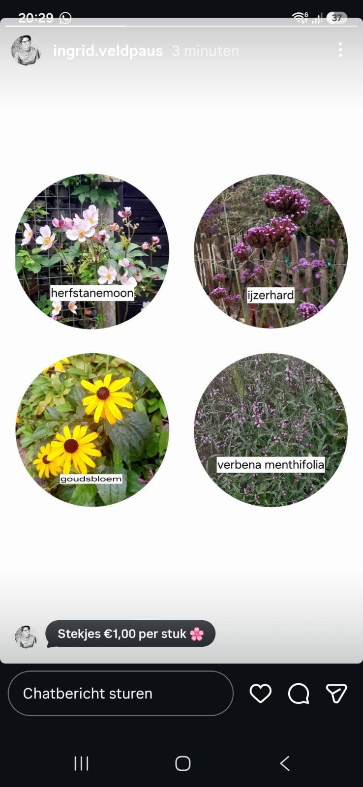 Stekjes: Herfstanemoon, IJzerhard, Gele Zonnehoed, Verbena,, Ophalen of Verzenden, Overige soorten, Volle zon
