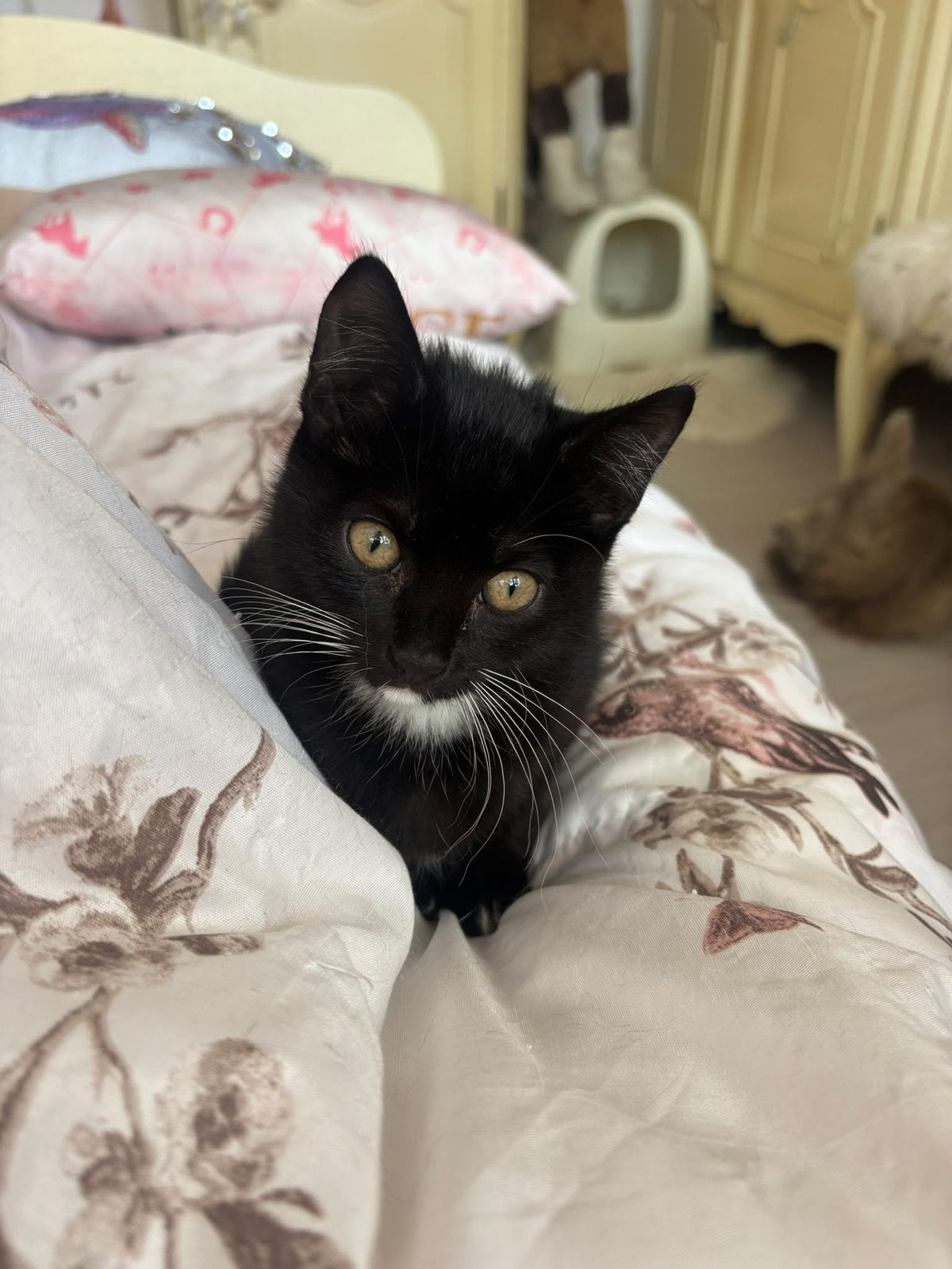 Lieve kittens 10 weken jong, Meerdere dieren, Kortharig, 0 tot 2 jaar