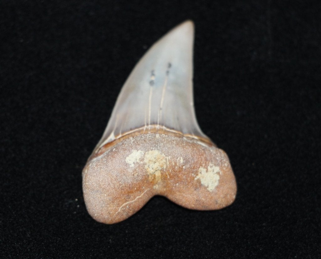 Isurus Planis, Ophalen of Verzenden, Fossiel