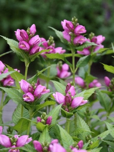 Schildpadbloem, chelone, roze, goede bloeier, Vaste plant, Halfschaduw, Herfst, Ophalen