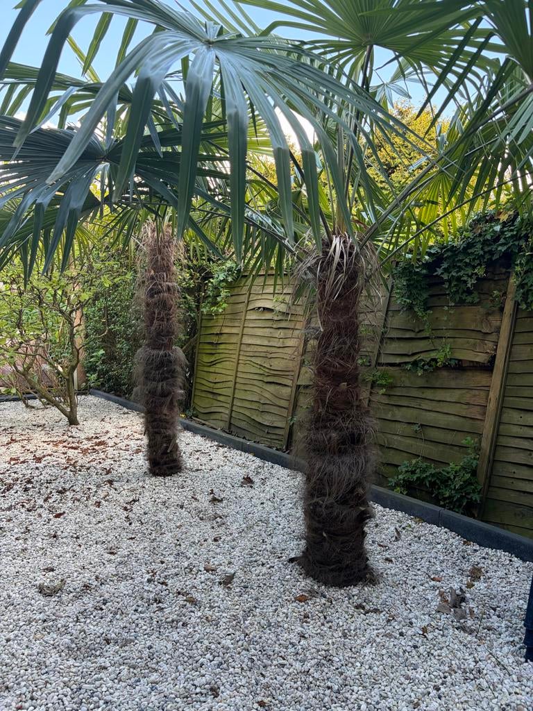 2 grote winterharde palmen (Trachycarpus fortunei), Tuin en Terras, Planten | Tuinplanten, Volle zon, Vaste plant, Bloeit niet