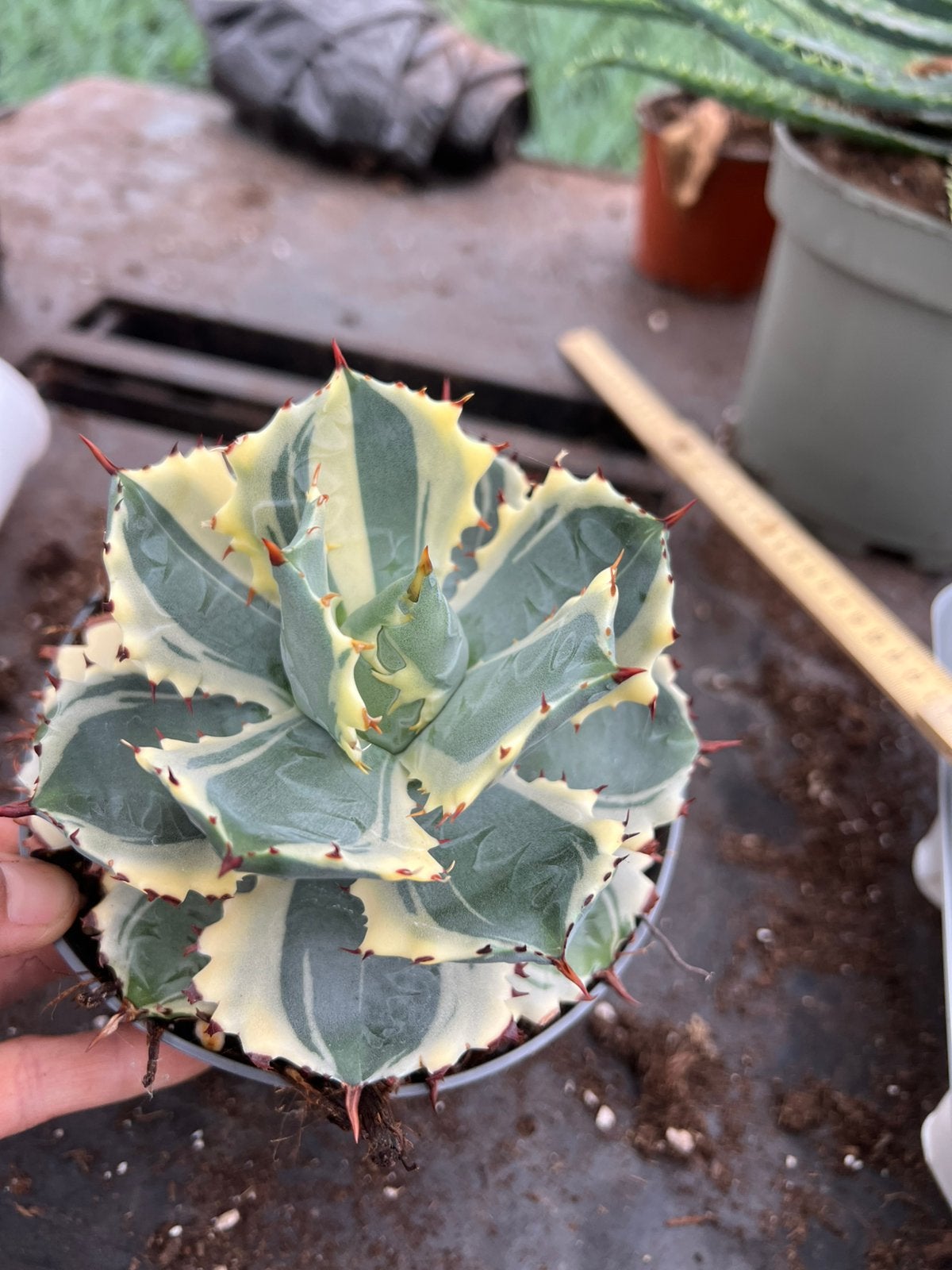 Agave potatorum variagata, Ophalen of Verzenden, Bloeit niet, Overige soorten, Volle zon